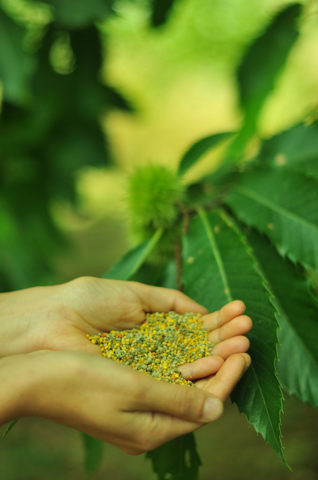 Pollen frais chataignier-ronce bio - barquette 300g