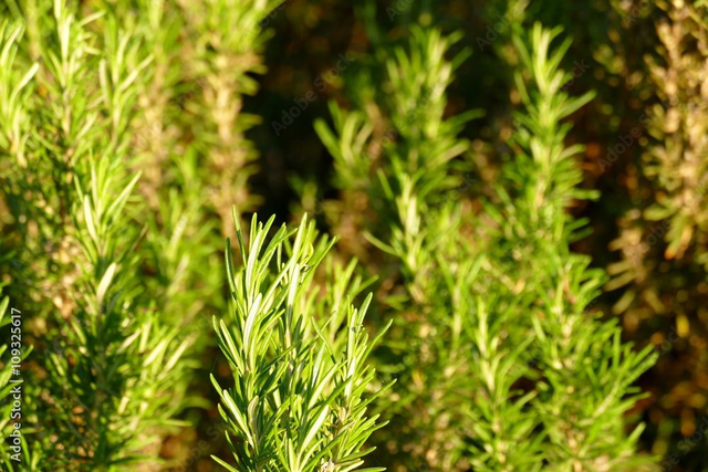 HE Romarin à Cineole 