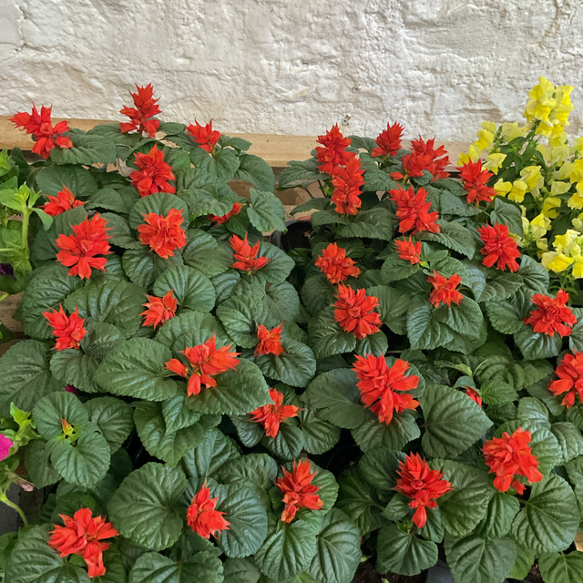 Salvia 