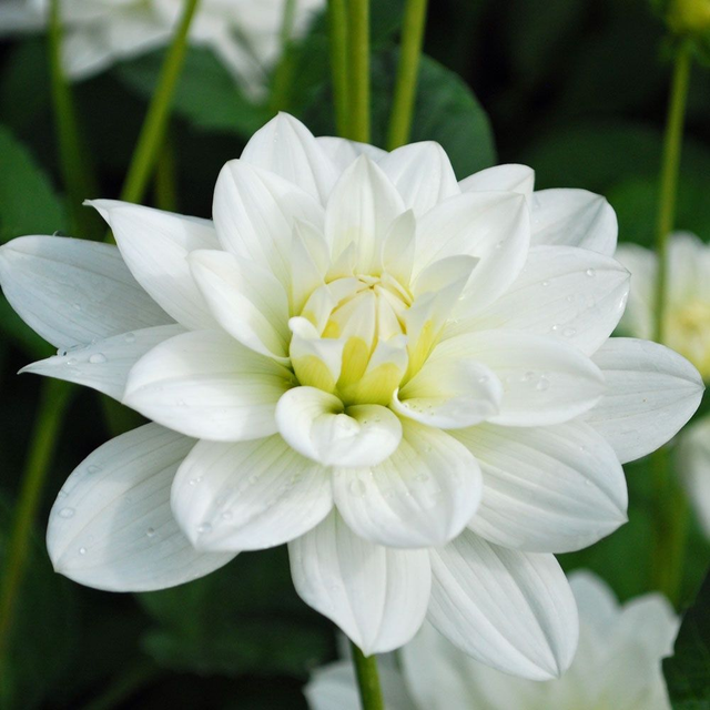 Dahlia White onesta