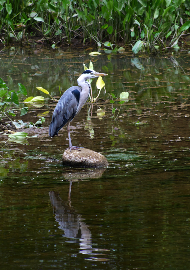 A4 Heron Side Portrait - Photoprint Unframed