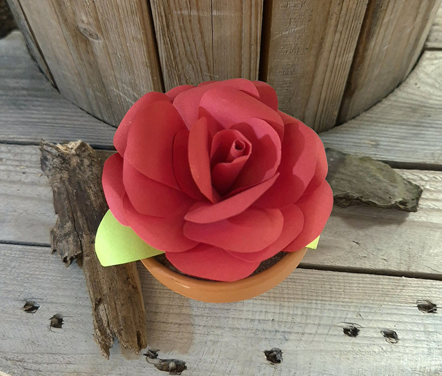 Baby plante &quot;Cœur sur toi&quot;