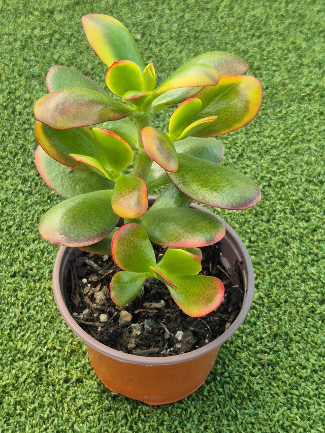 Crassula ovata &#039;Hummel&#039;s Sunset&#039; 