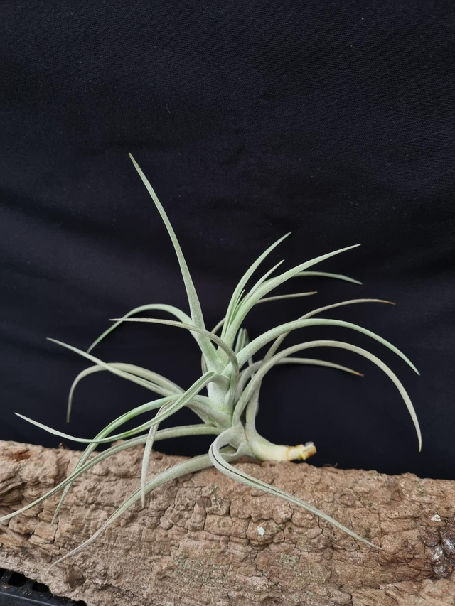 Tillandsia Kashkin