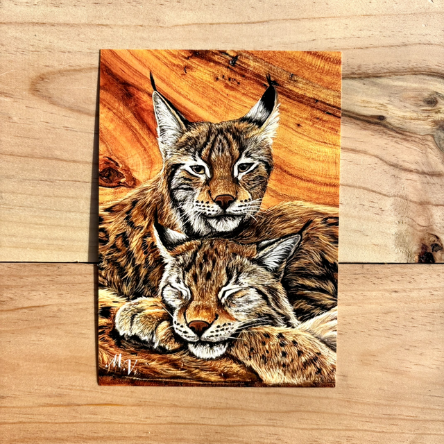 " Regard oublié " - Lynx - carte postale - 10 x 15 cm