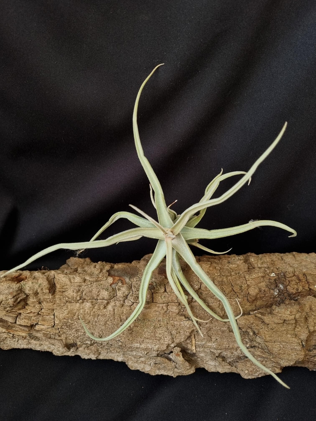 Tillandsia reichenbachii