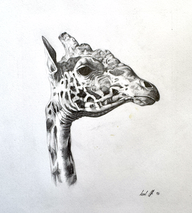Giraffe drawing
