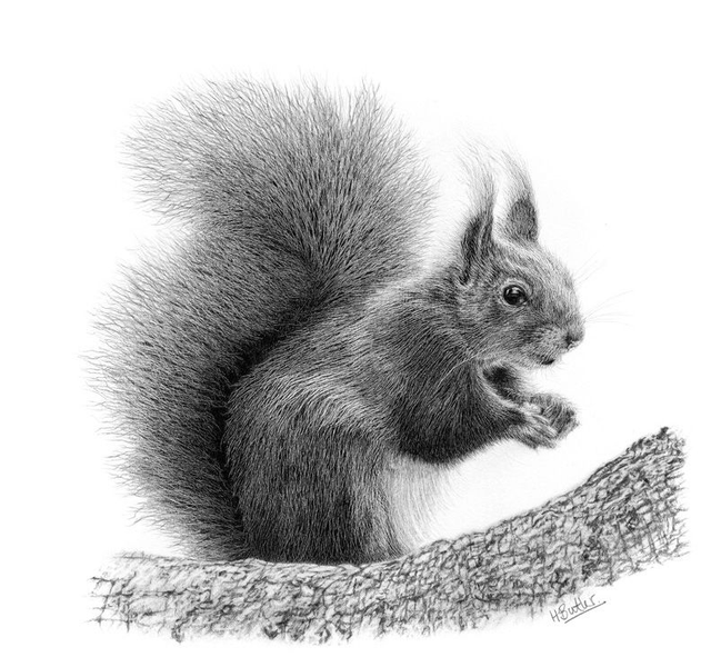 Red Squirrel. Greetings Card