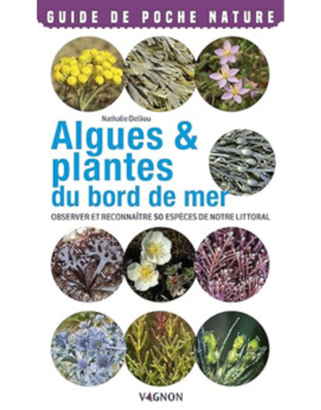 Algues et plantes du bord de mer - Vagnon