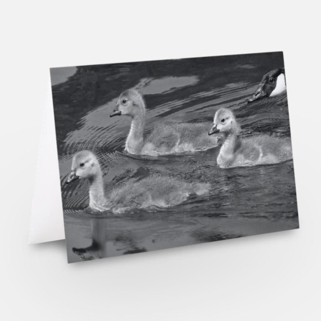 Canada geese ducklings and mother wildlife greeting card 