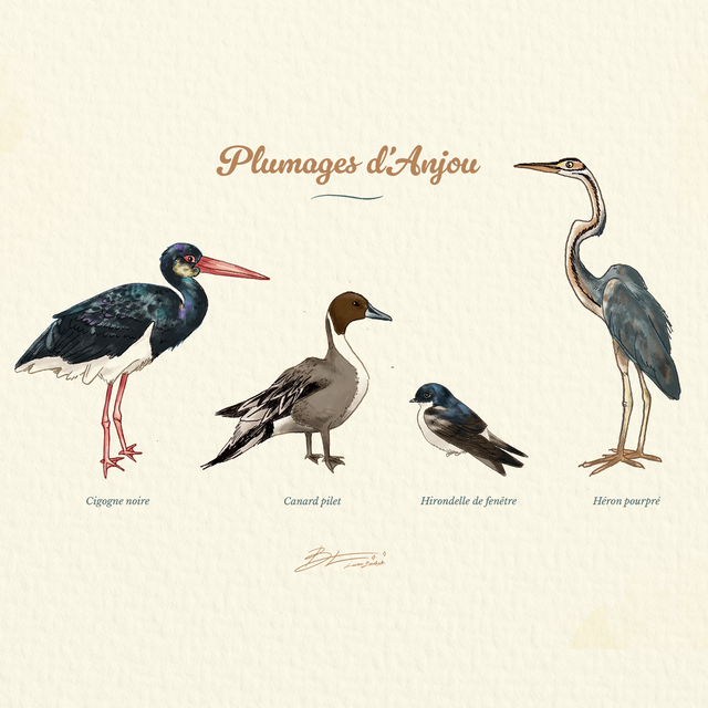 Plumages d&#039;Anjou