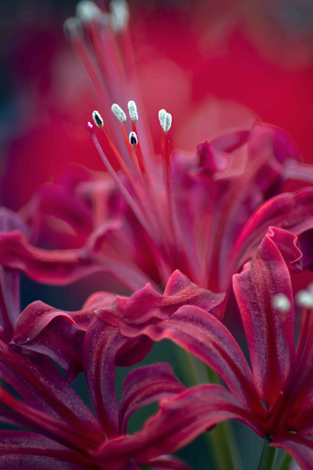 Nerine Sarniensis 'Dingaan' Greetings Card