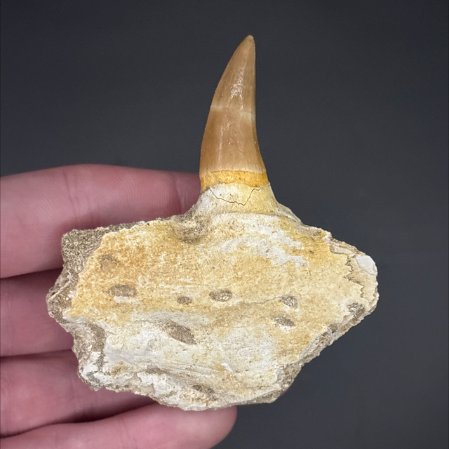 Mosasaur Jaw Section