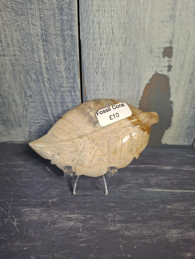 Fossil Coral Leaf