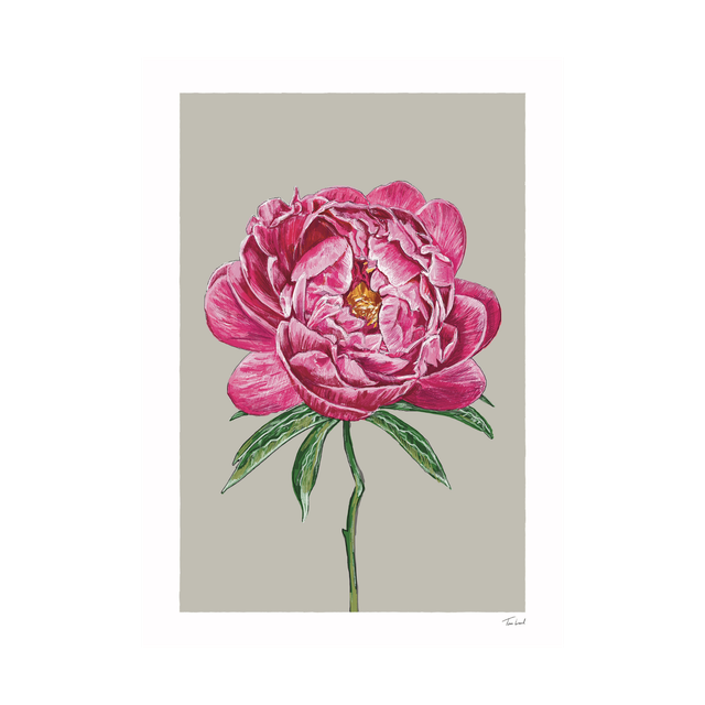Coral Charm Peony