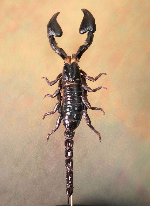 Scorpion - Heterometrus Cyaneus
