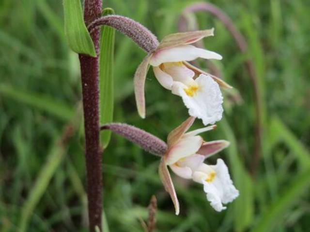 Epipactis palustris - Marsh Helleborene Orchid P9 (0.5l) 