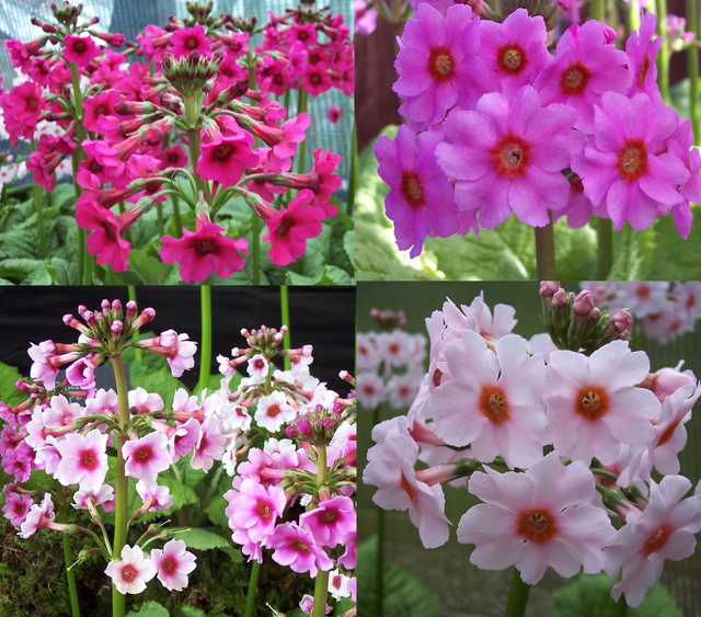 4 X plants Primula japonica Meadow Mix