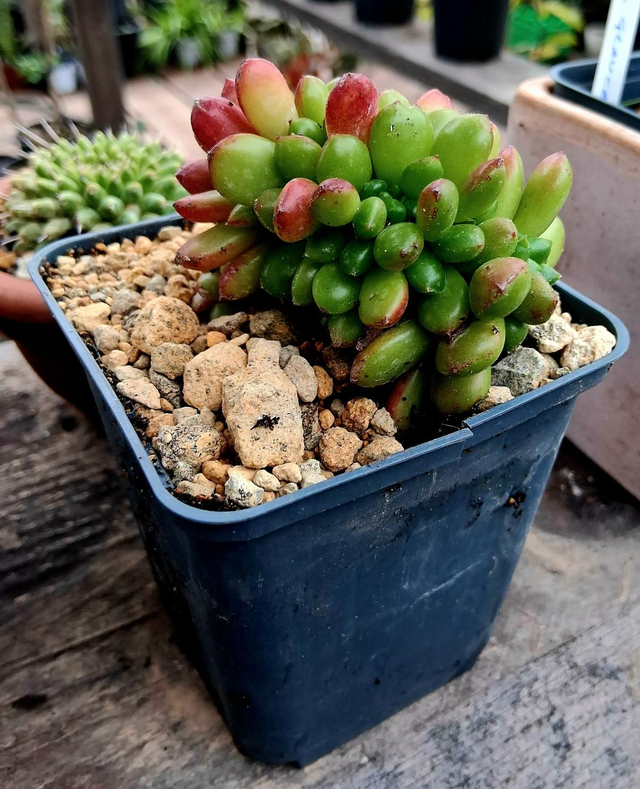 D176 . Sedum Pachyphyllum crestata