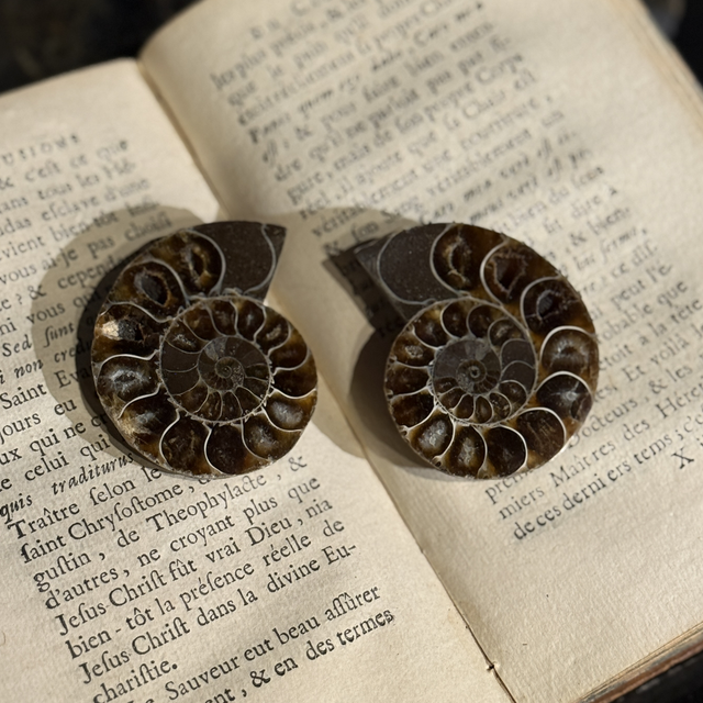 Paire de demi-ammonites polies 001