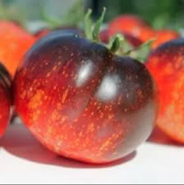 Tomate ronde indigo Dark galaxy