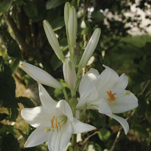 Lis candidum – Lis de la Vierge (Lilium candidum)