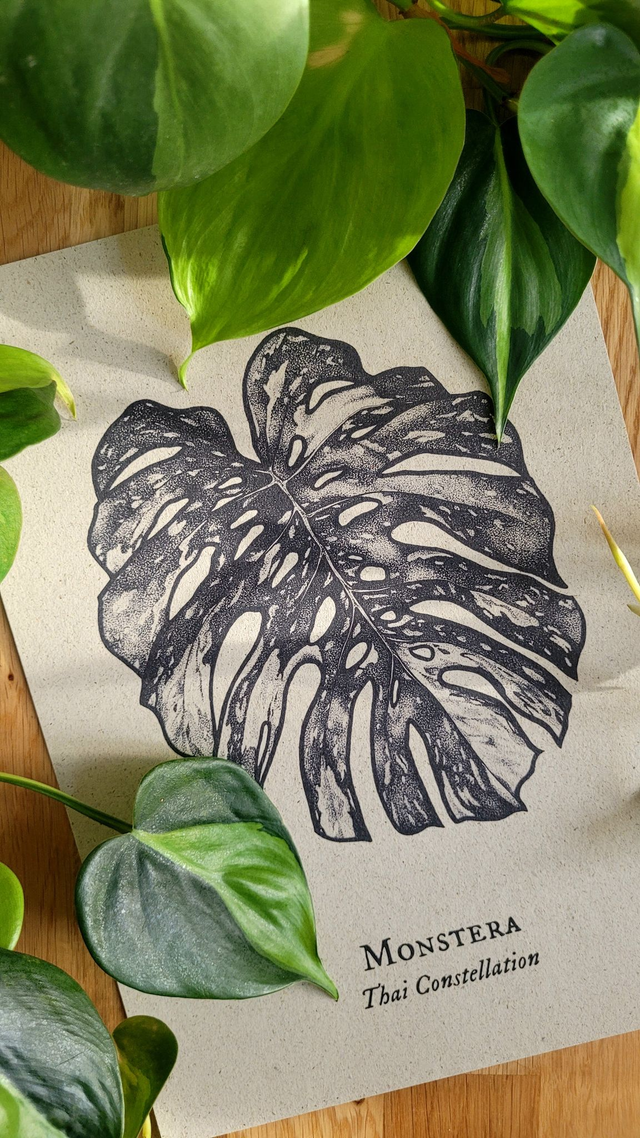 Monstera Thai Constellation