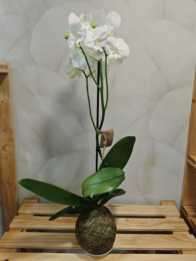 Taller de Kokedama de Orquídeas