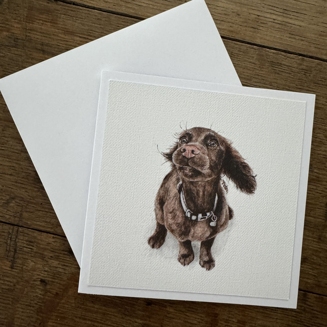 C100/C101 E31/E32 Cocker Spaniel