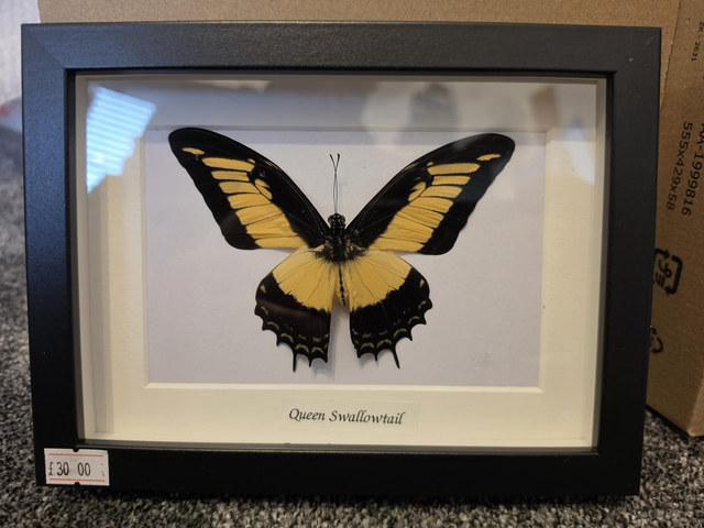 Queen Swallowtail