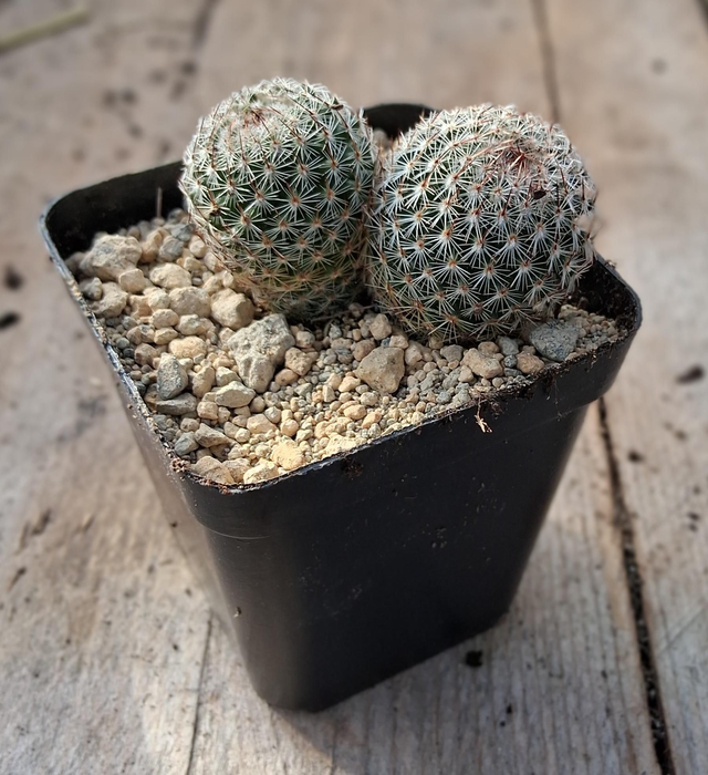 D166 . Mammillaria vaso 7x7