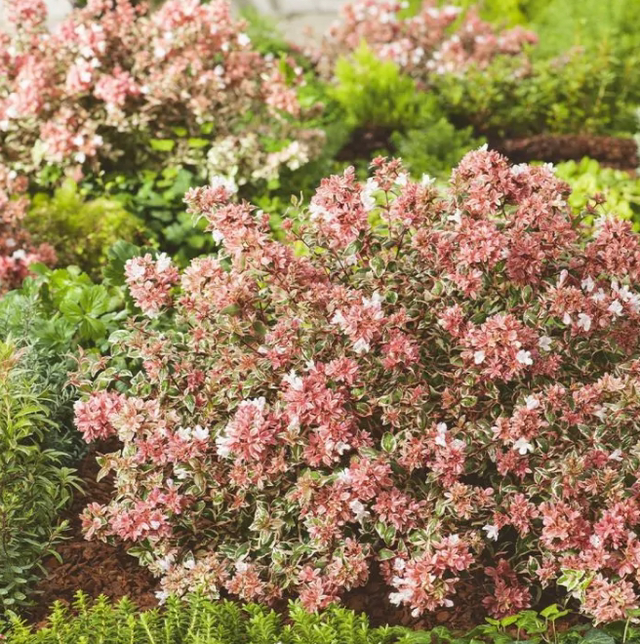 Abelian Grandiflora Magic Daydream (store collection only at checkout)