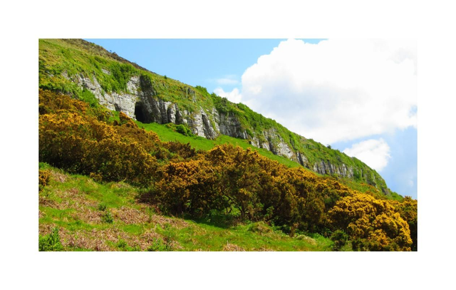Gorse in full bloom at The Caves of Keash, County Sligo. 5&quot; x 7 &quot; Blank Greeting card with envelope. includes postage to all of Ireland.

