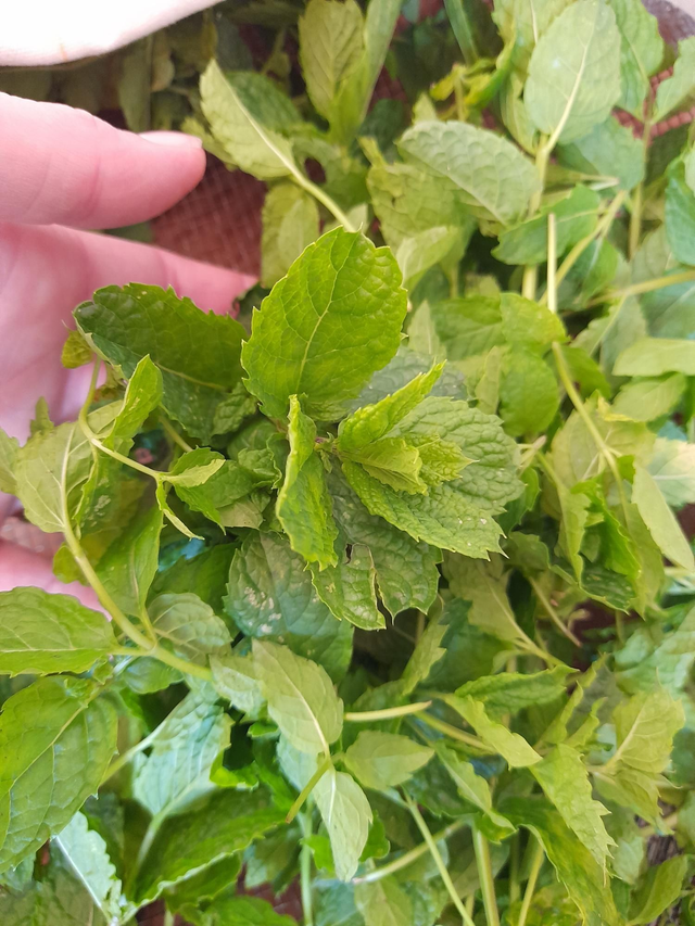 Menthe aux mille vertus 