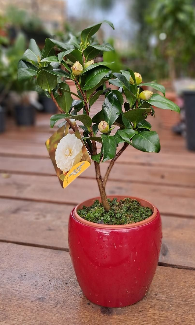 L32 . Camelia japonica in 'Summer cachpot'