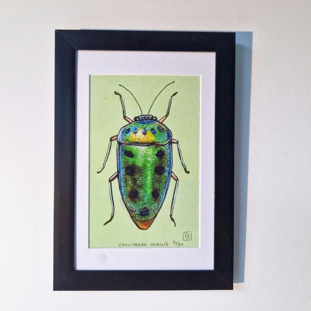 "Calliphara Nobilis"