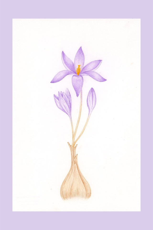 Illustration Fleur de Crocus