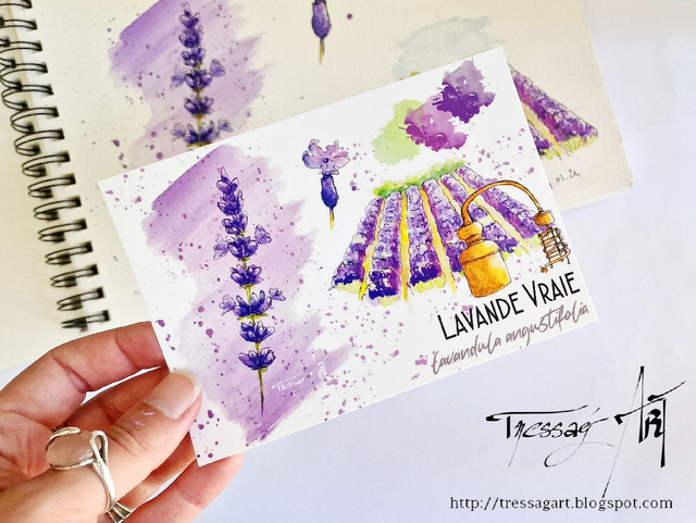 CARTE &quot;PLANTES A PARFUM&quot; de Grasse - Lavandula angustifolia - Lavande - TR007002