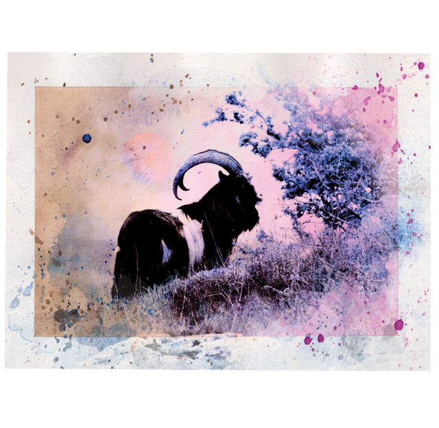 Wild Burren Goat Photo-wash