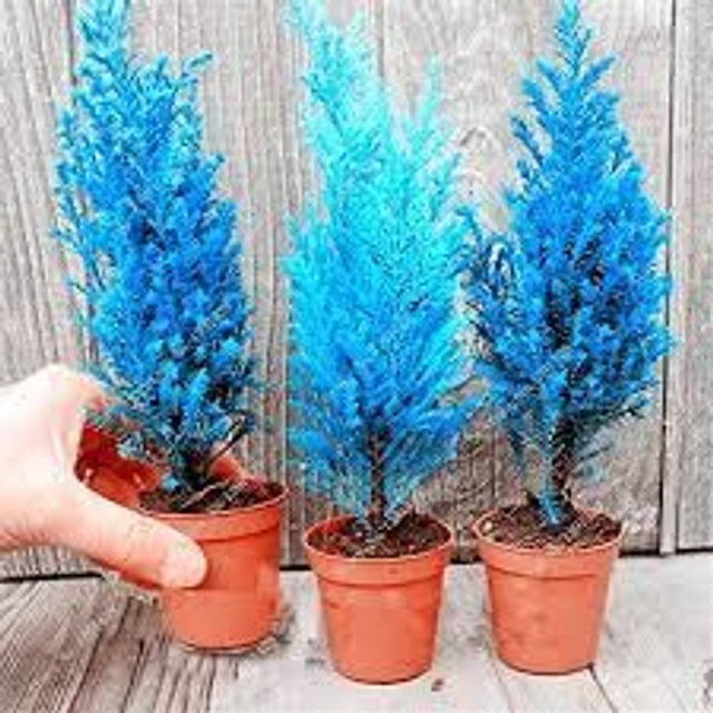 Blue Cypress & Amber 