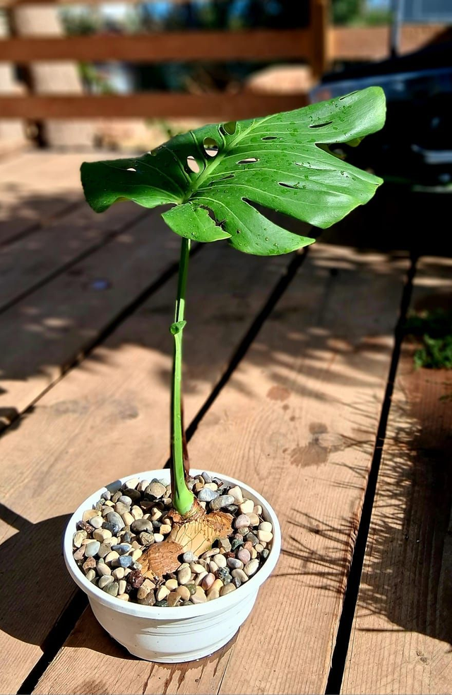B49 . Monstera Deliciosa in ciotola