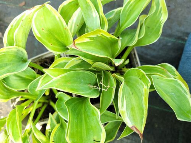 Hosta 'Toy Soldier' 