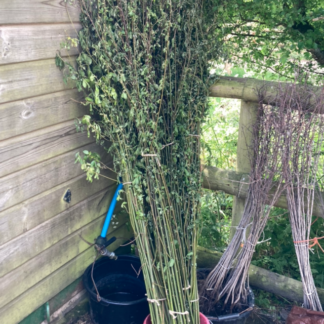 Willow Whips Bundles S.Caprea