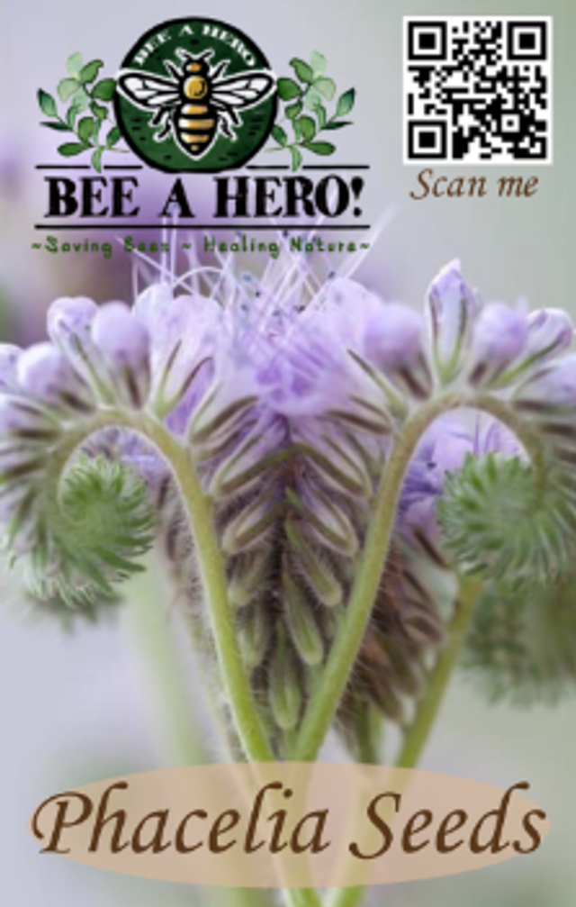 Phacelia Seeds