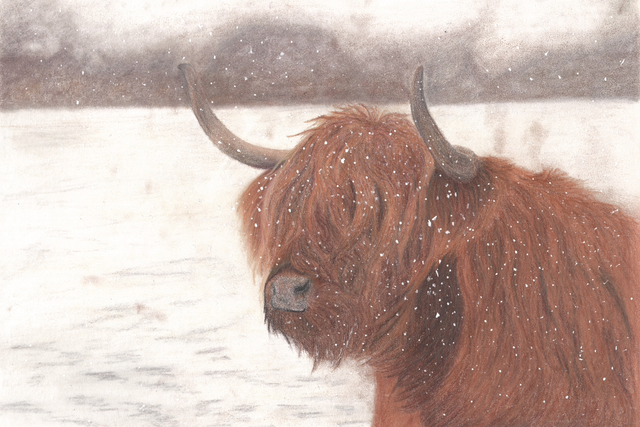 Coo highland cow card