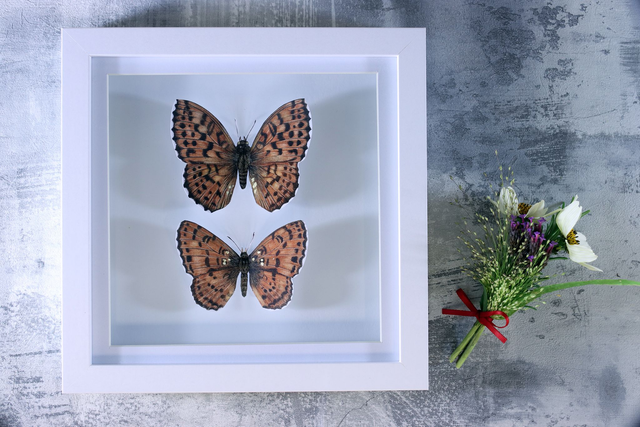 Ethical Entomology: Two Fritillaries