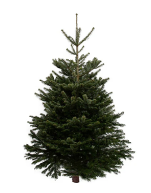 6ft Nordmann Fir Christmas Tree