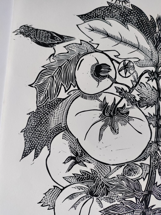 linogravure plant de tomate A4