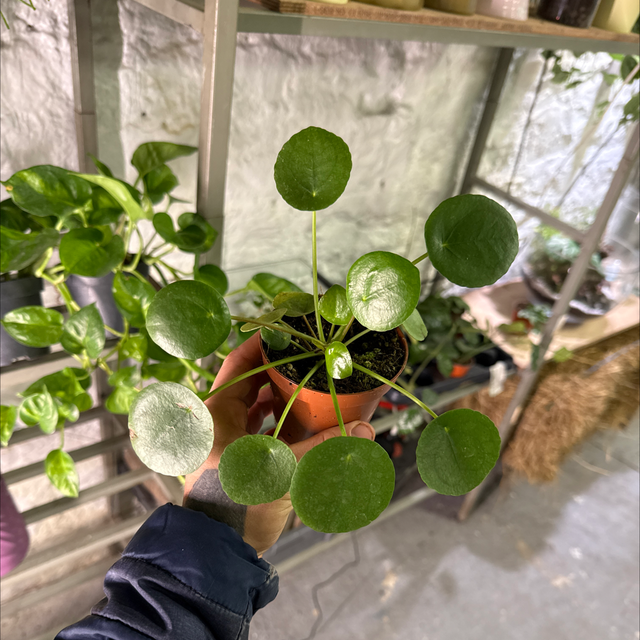 Pilea (Monnaie de chine)