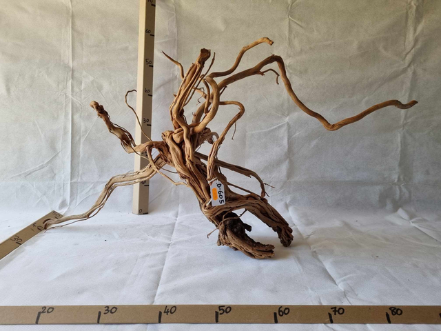 Racine Dragon Skin D-605